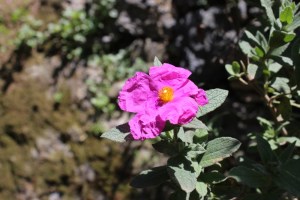 cistus albidus (1000 x 667)